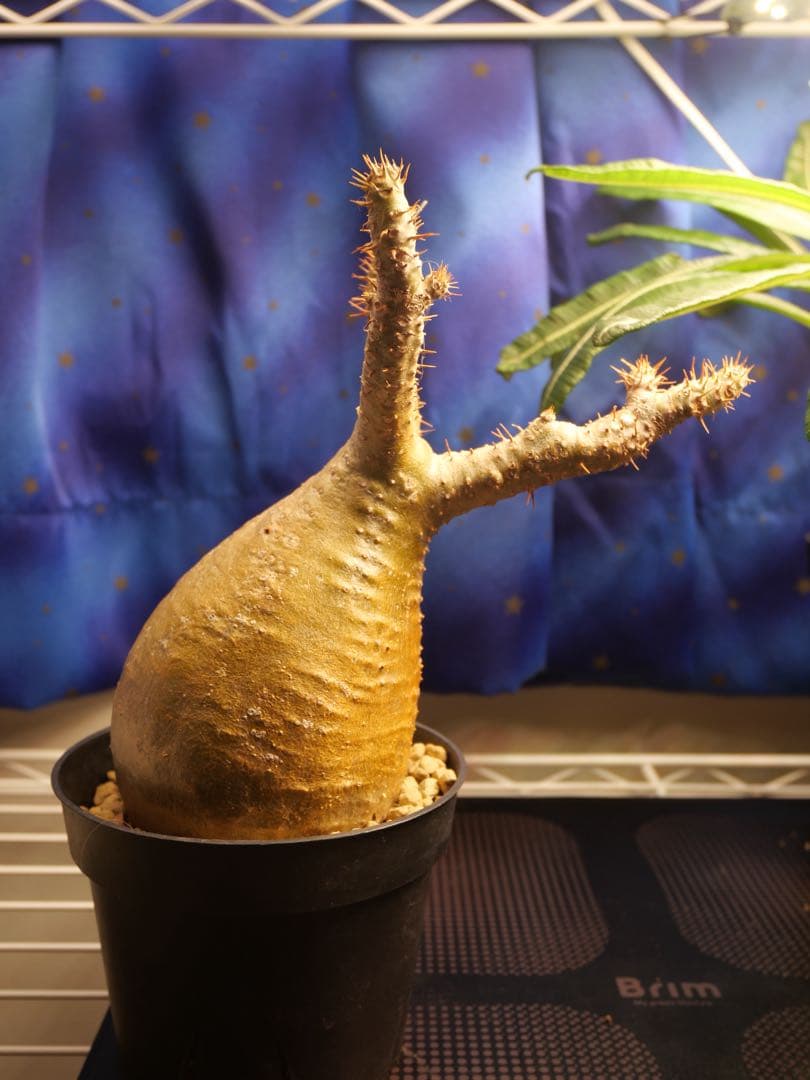 グラキリス現地球　塊根植物　鉢ごと