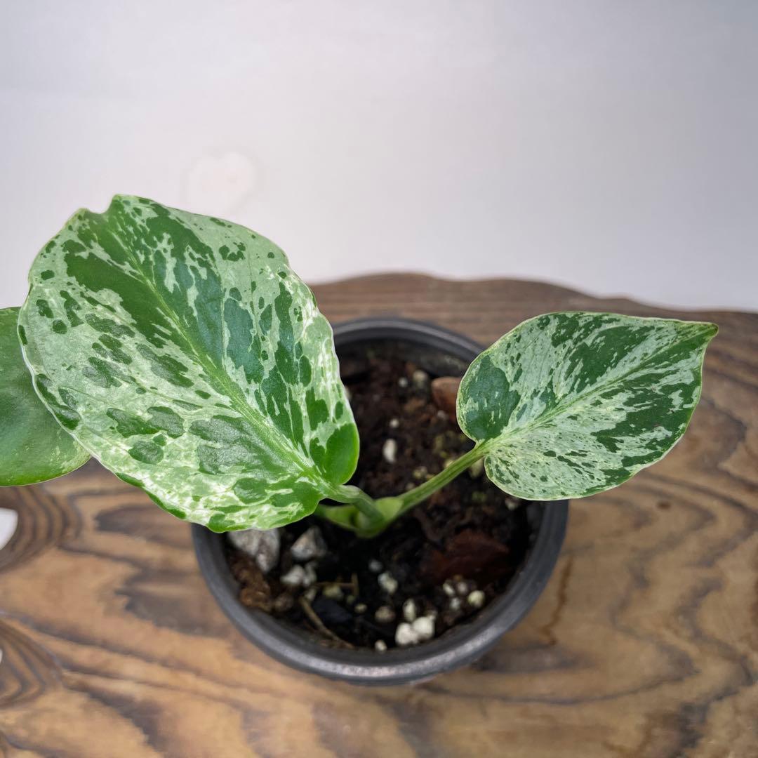 ま*め様 a 20品種保証！斑入り保証！Bulbasaurモンステラ バルバソー