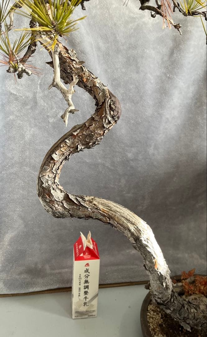 YUUTAさん専用　　赤松　文人盆栽　高さ95センチです