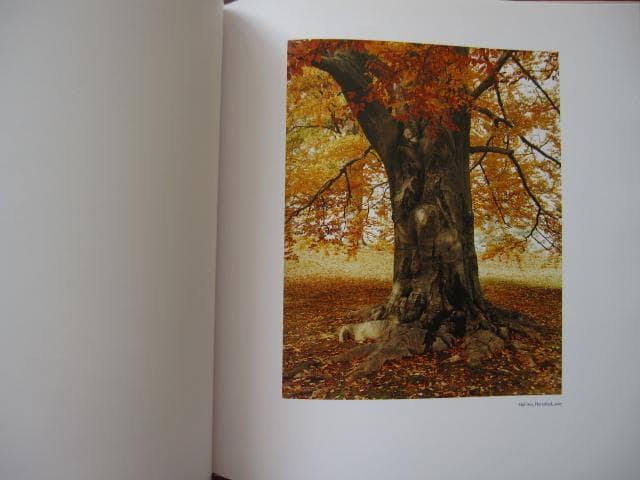 アート・デザイン・音楽 Stuart O'Sullivan A Shared History