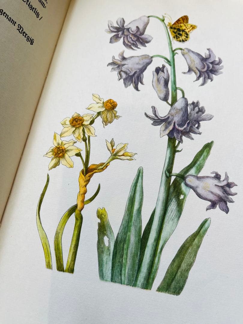 M.S. Merian お花図鑑　２冊　ヴィンテージ洋書　インゼル　初版1966