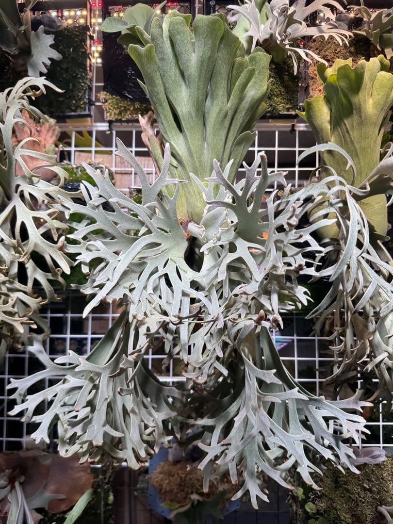 胞子　willinckii cv 伊右衛門　ビカクシダ　②