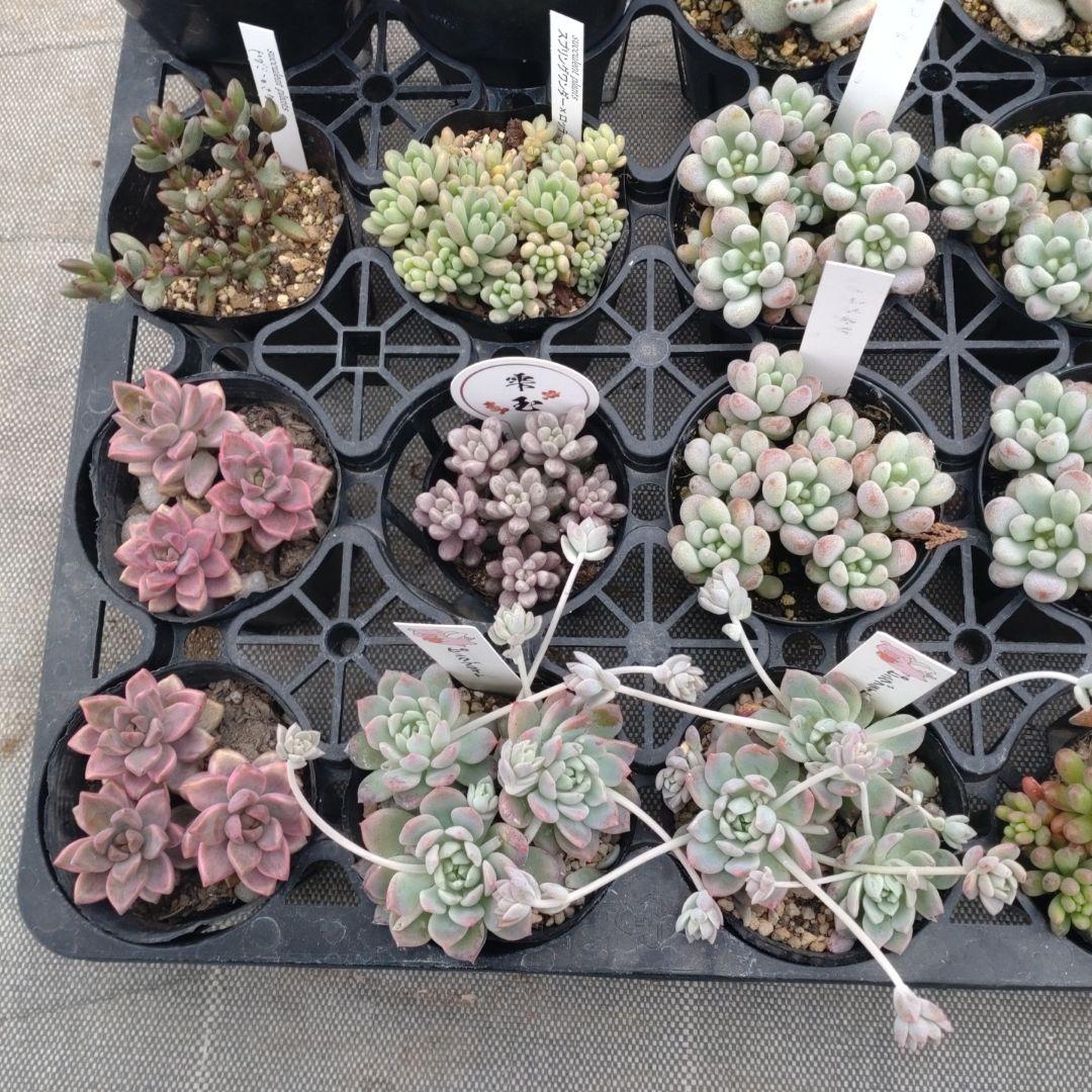 ちょらさん専用