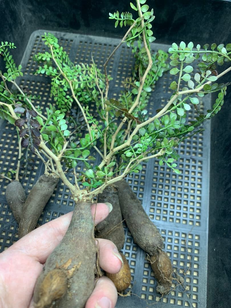 r*a様 C72 多肉植物 オペルクリカリア・パキプス 5株