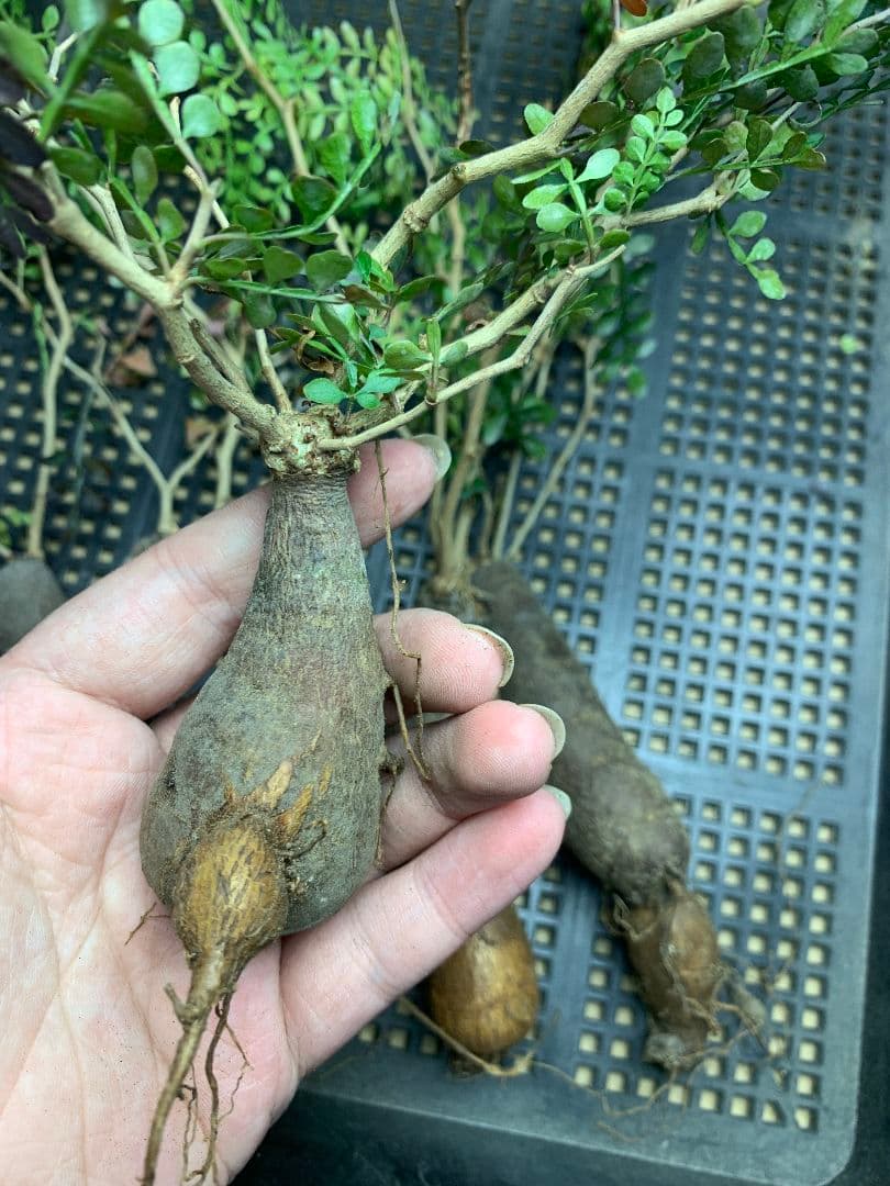 r*a様 C72 多肉植物 オペルクリカリア・パキプス 5株