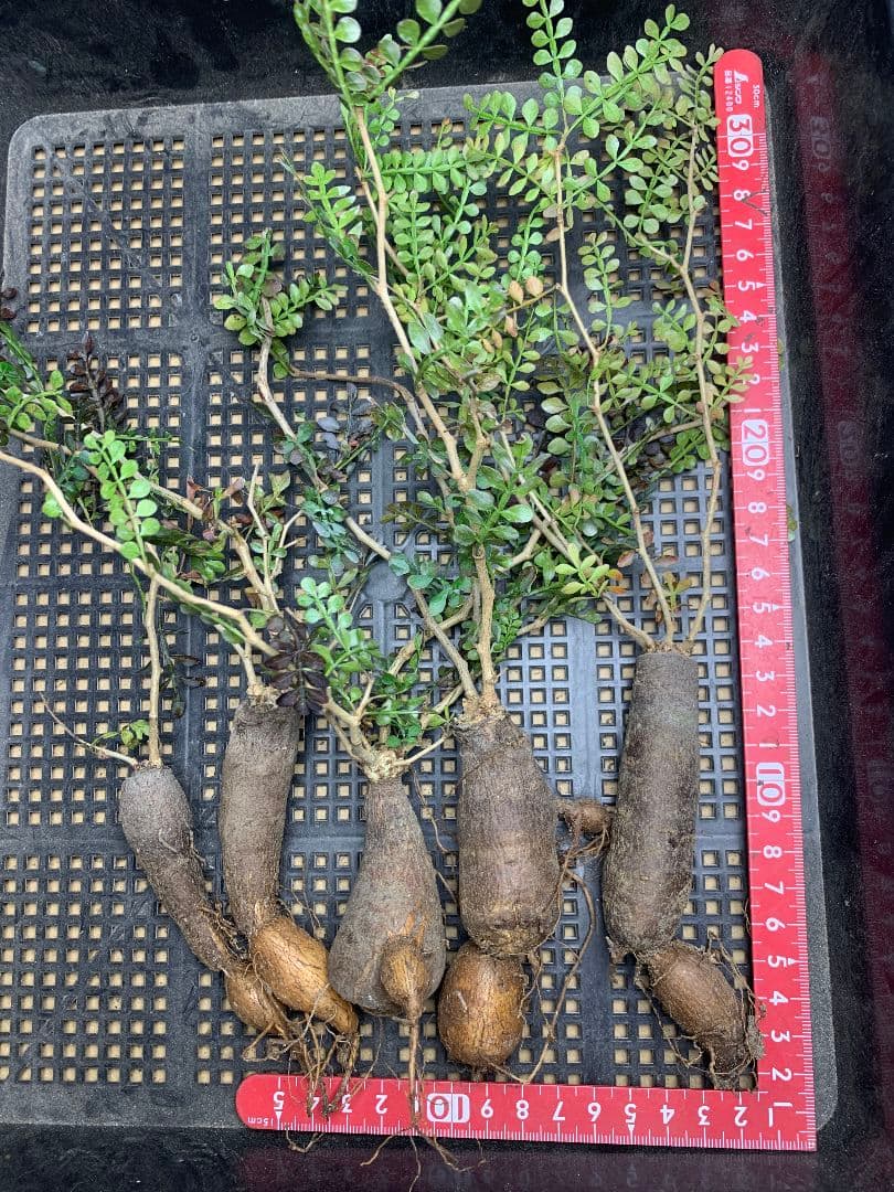 r*a様 C72 多肉植物 オペルクリカリア・パキプス 5株