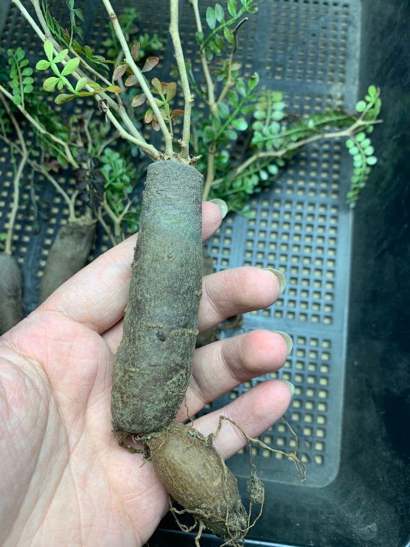 r*a様 C72 多肉植物 オペルクリカリア・パキプス 5株