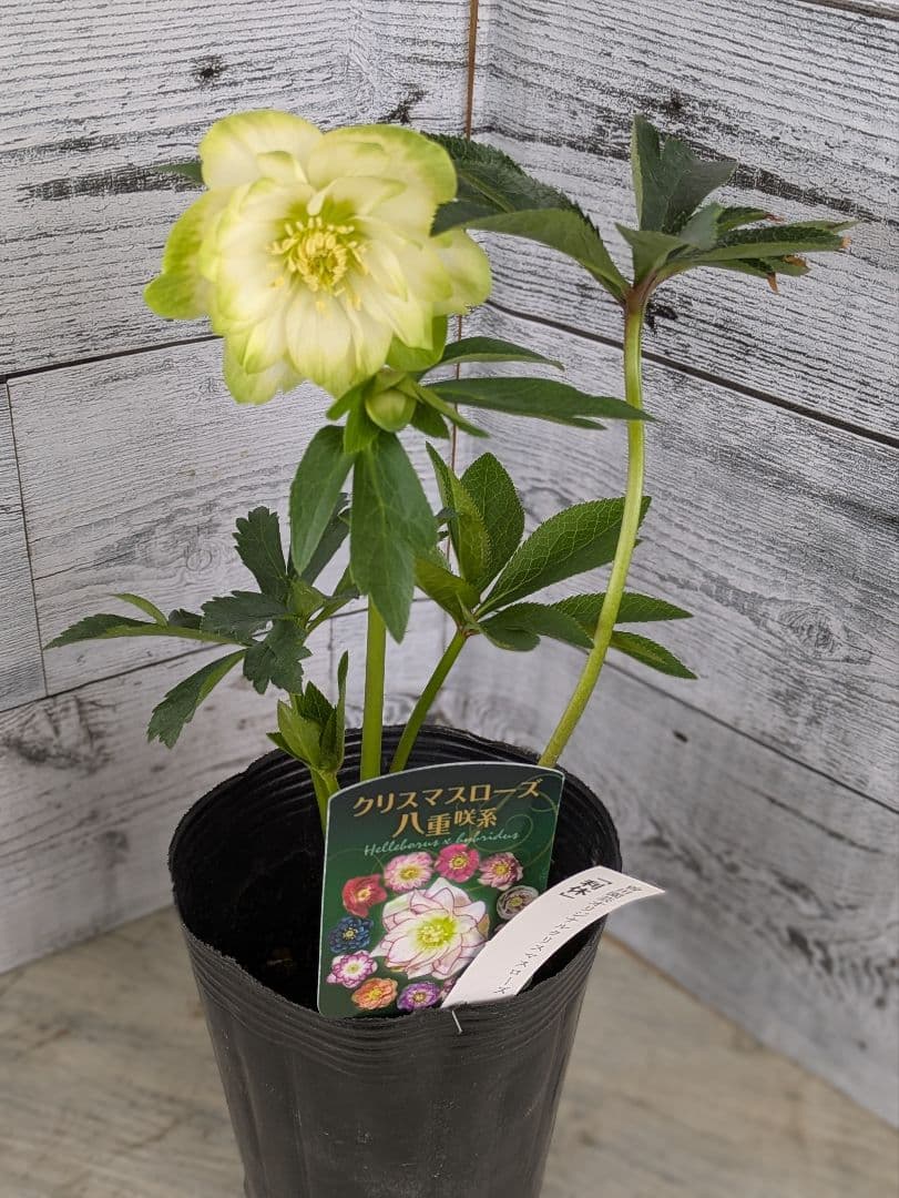 【現品・ポットまま発送】超希少　花付き　曽田園芸クリスマスローズ 利休⑤