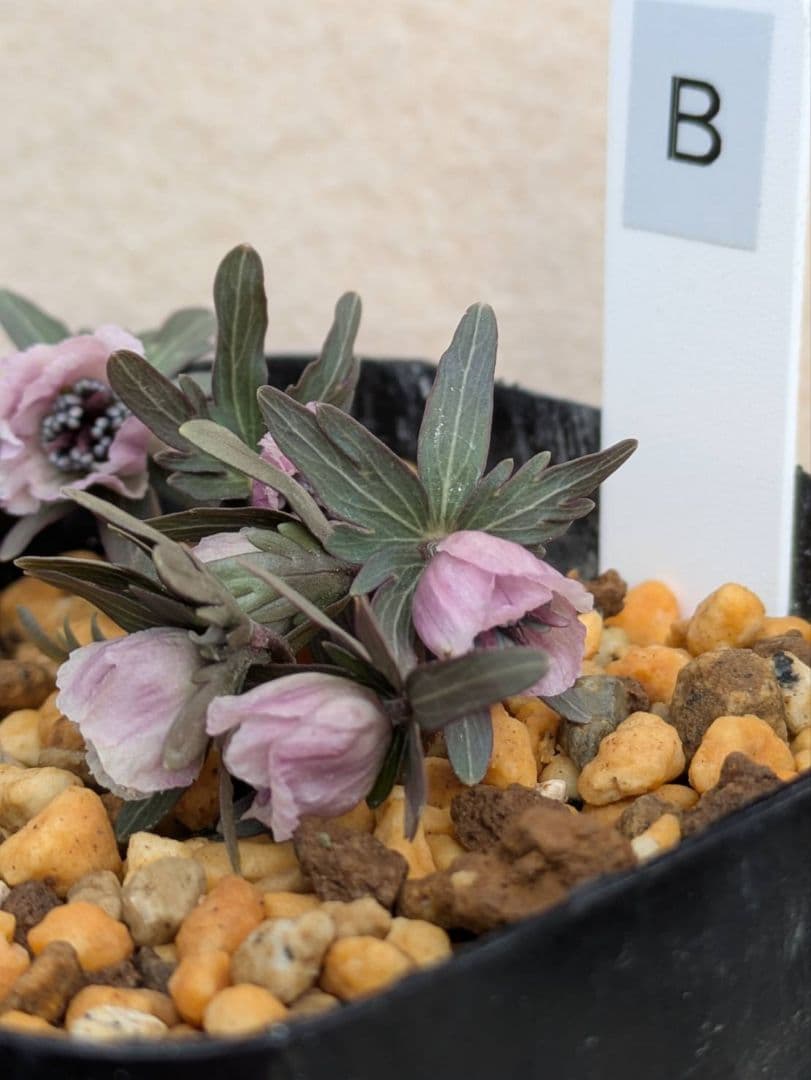 B.セツブンソウ　赤花　6花