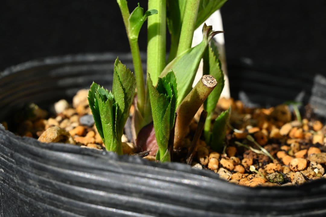 クリスマスローズ　認定ホワイトアフロディーテ　メビウス交配最新花　加藤農園