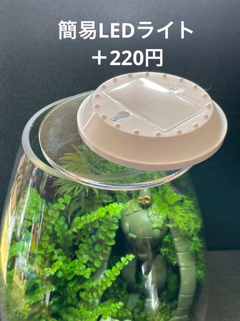 専用商品　同梱　苔テラリウム　②