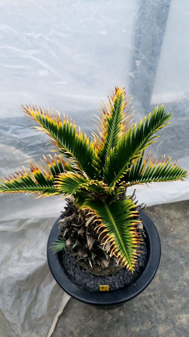 金環蘇鉄　サイカス　レボルタ