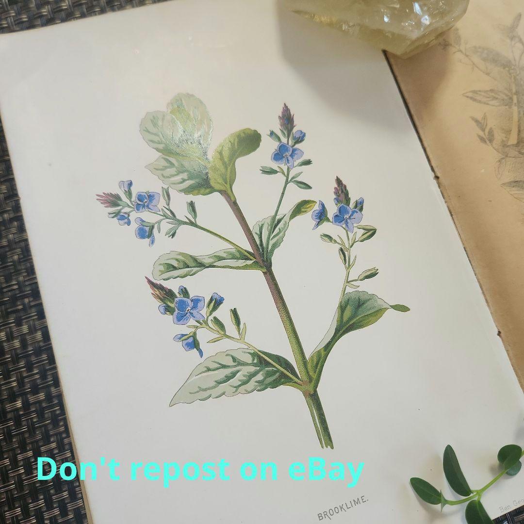 植物図鑑　洋書　ボタニカルアート　アンティーク　リトグラフ　26