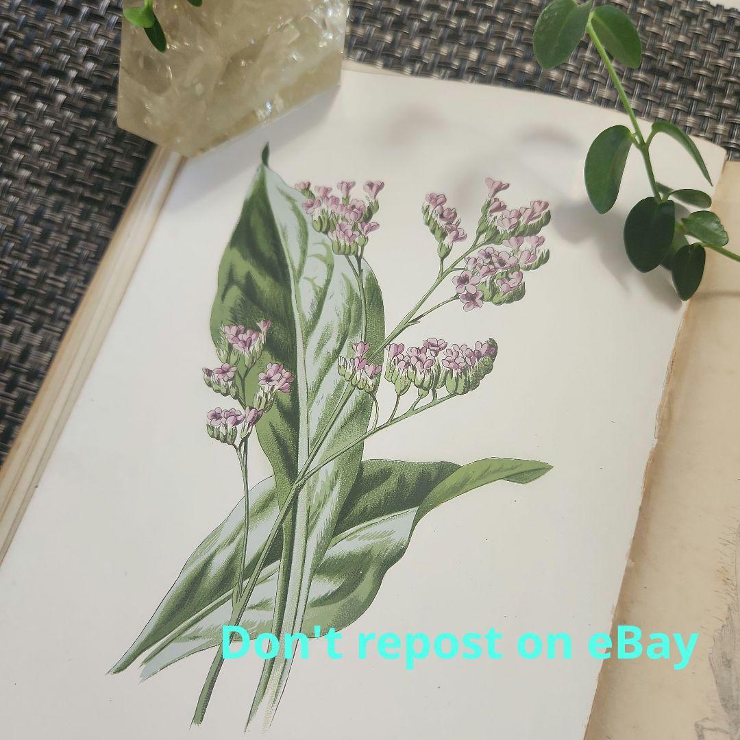 植物図鑑　洋書　ボタニカルアート　アンティーク　リトグラフ　26