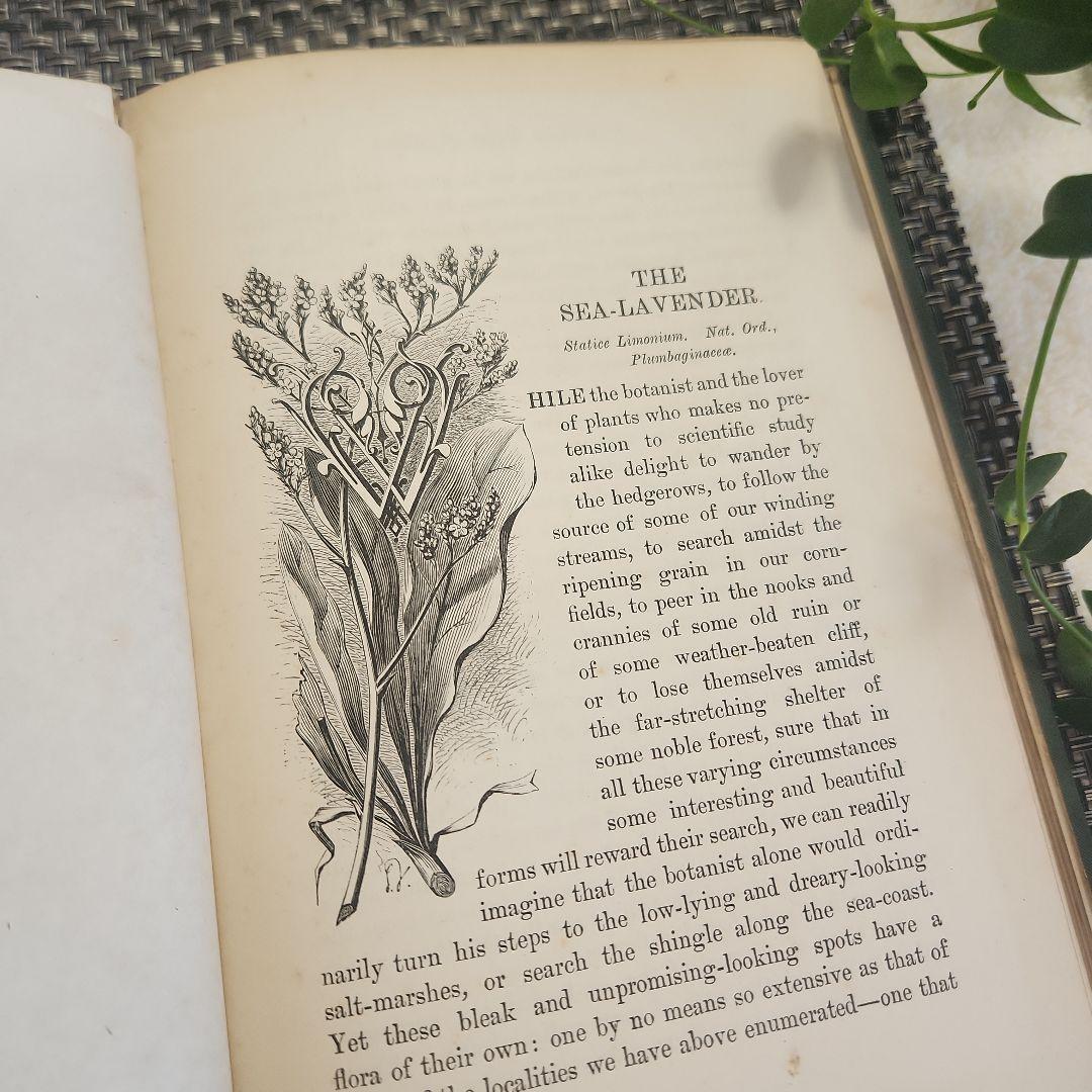 植物図鑑　洋書　ボタニカルアート　アンティーク　リトグラフ　26