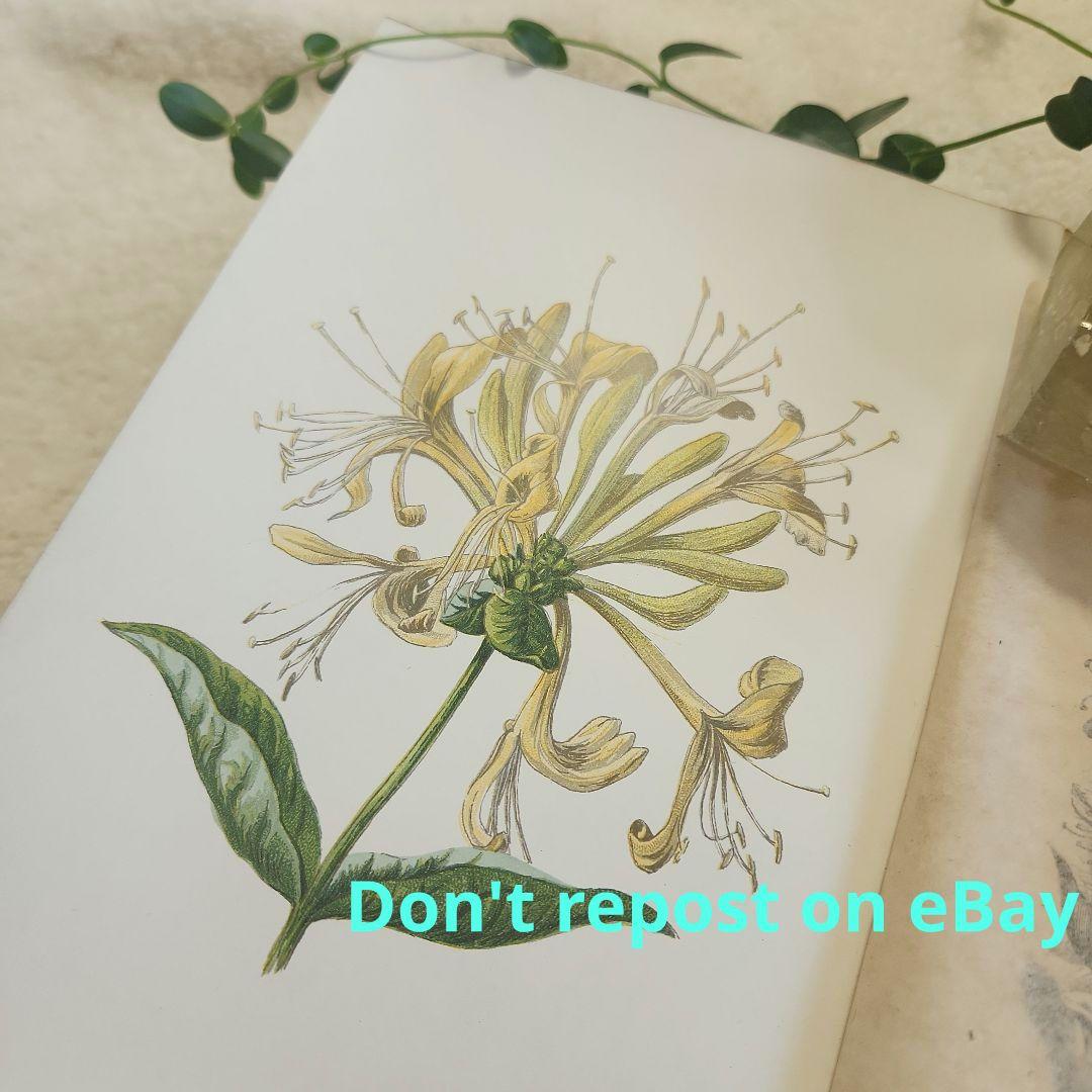 植物図鑑　洋書　ボタニカルアート　アンティーク　リトグラフ　26