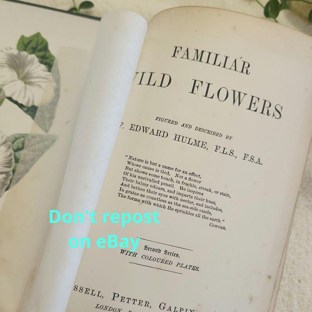 植物図鑑　洋書　ボタニカルアート　アンティーク　リトグラフ　26