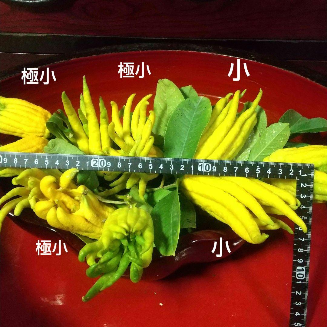 沙織です ☀縁起物飾り仏手柑最終特価 大、中、小 、極小 お任せセット