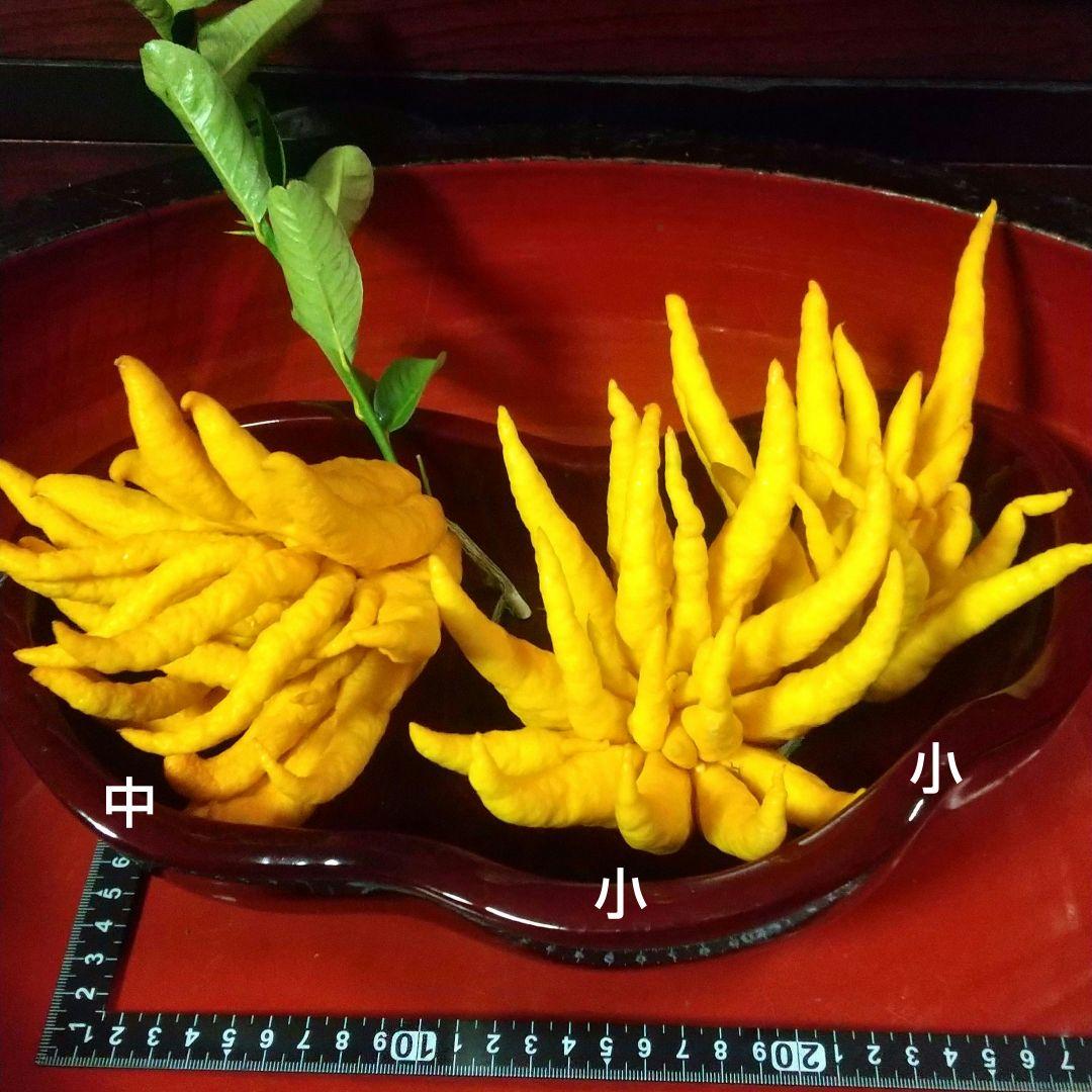 沙織です ☀縁起物飾り仏手柑最終特価 大、中、小 、極小 お任せセット