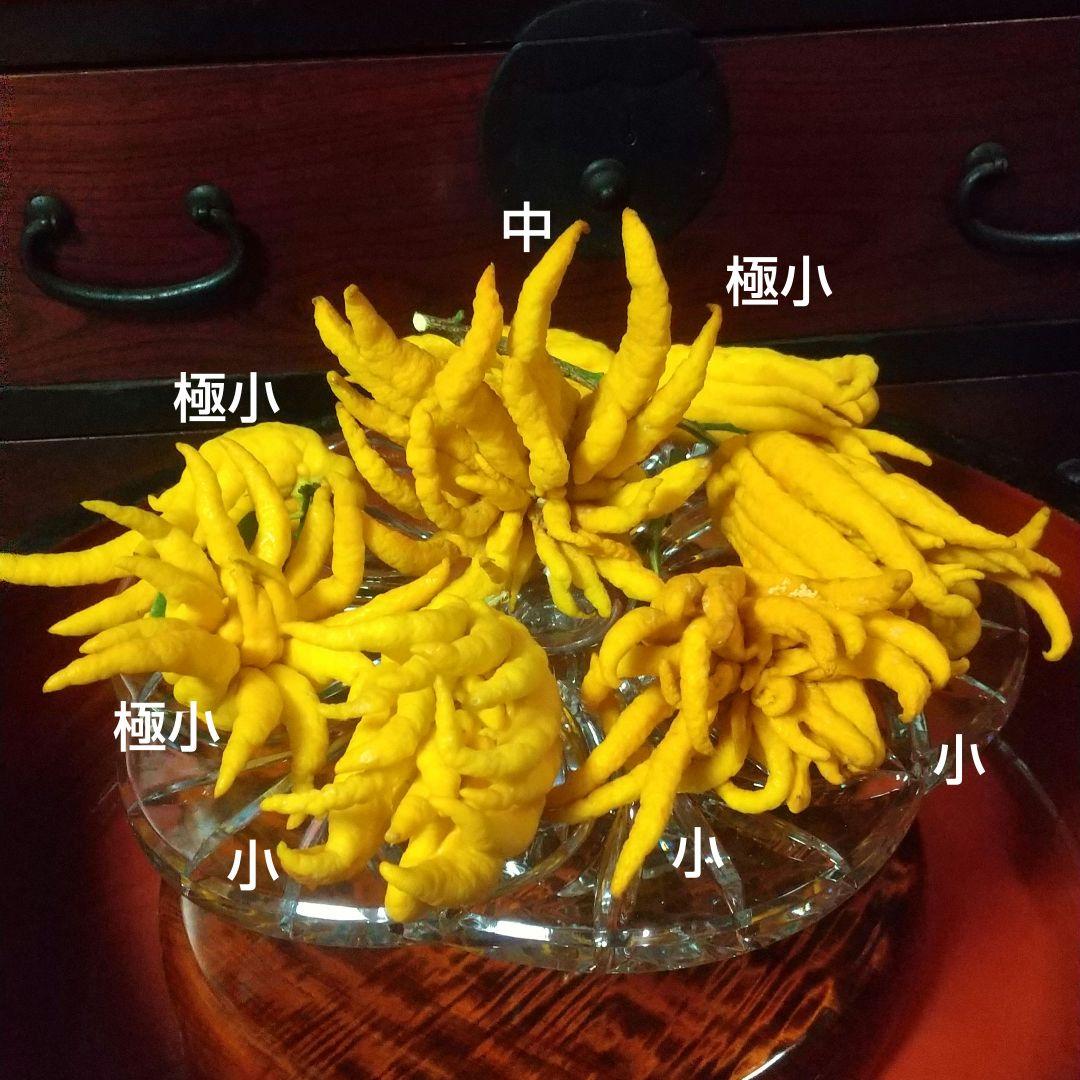 沙織です ☀縁起物飾り仏手柑最終特価 大、中、小 、極小 お任せセット
