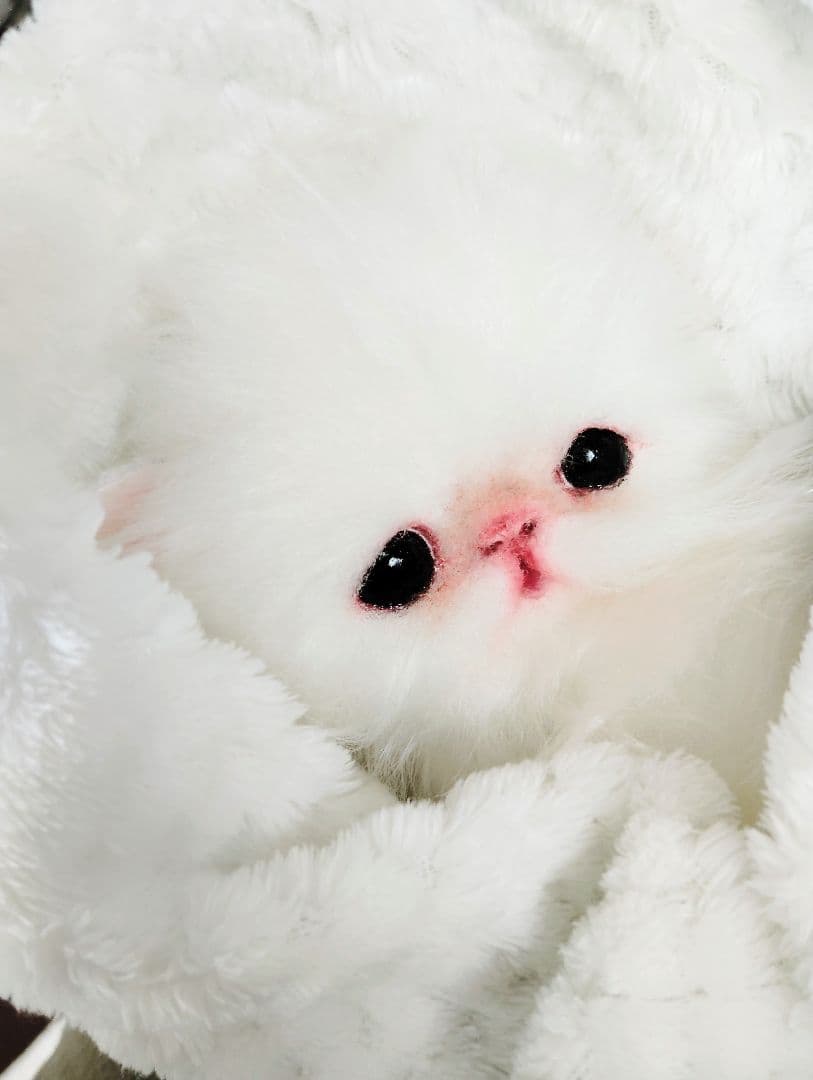 子猫♡寝起きのシロップちゃん♡アートドール♡ぬいぐるみ♡