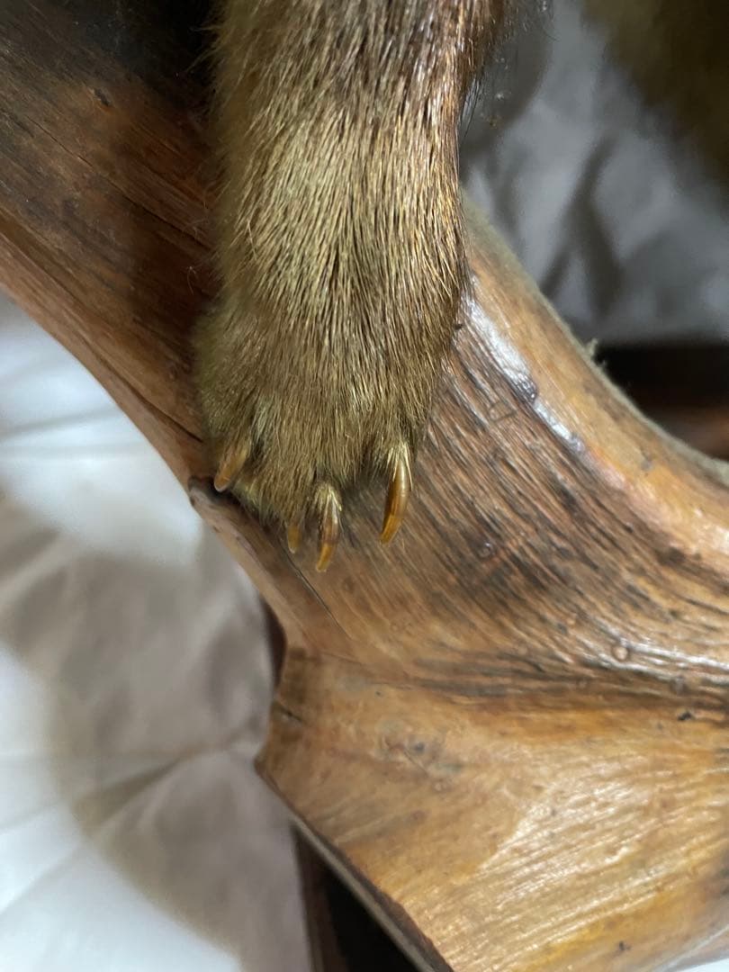 秀ちゃん　タヌキ剥製 木製台座付き