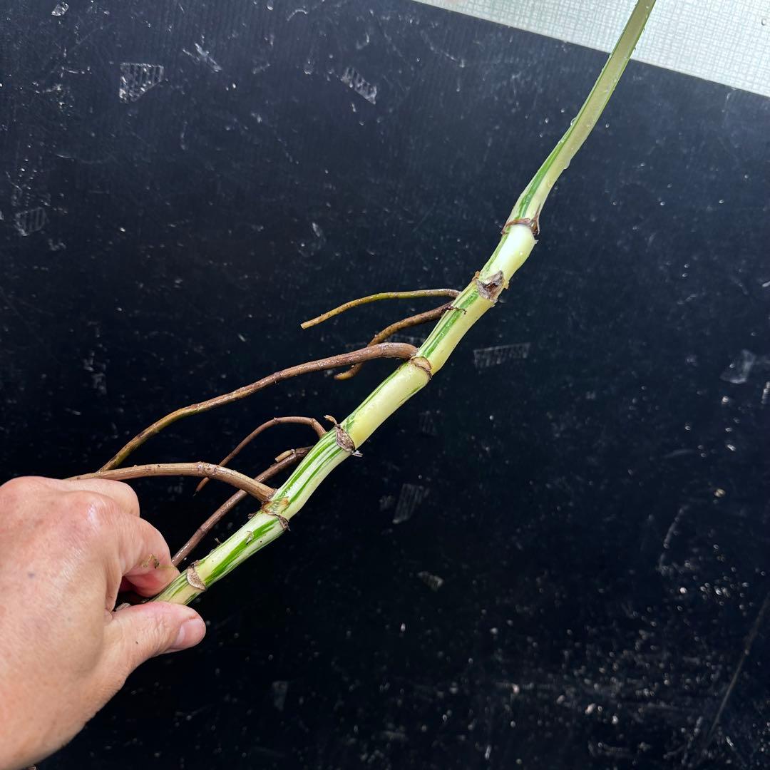 S*n様 斑入りモンステラホワイトタイガー大茎7株おまとめ