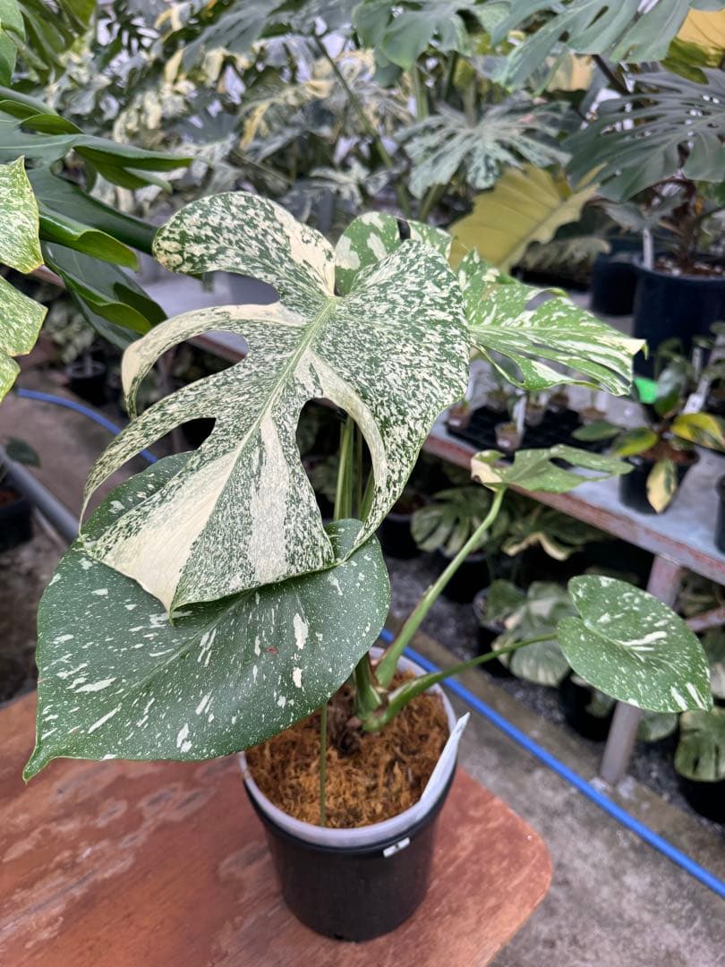 P*ぃ様 2モンステラ　タイコンステレーション　スターライト