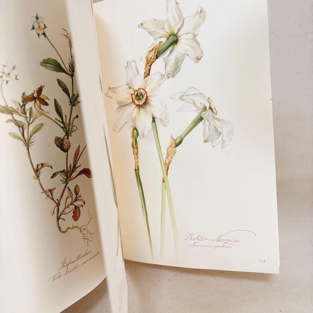 繊細なタッチの植物画 2冊セット Elsa Felsko 1960年