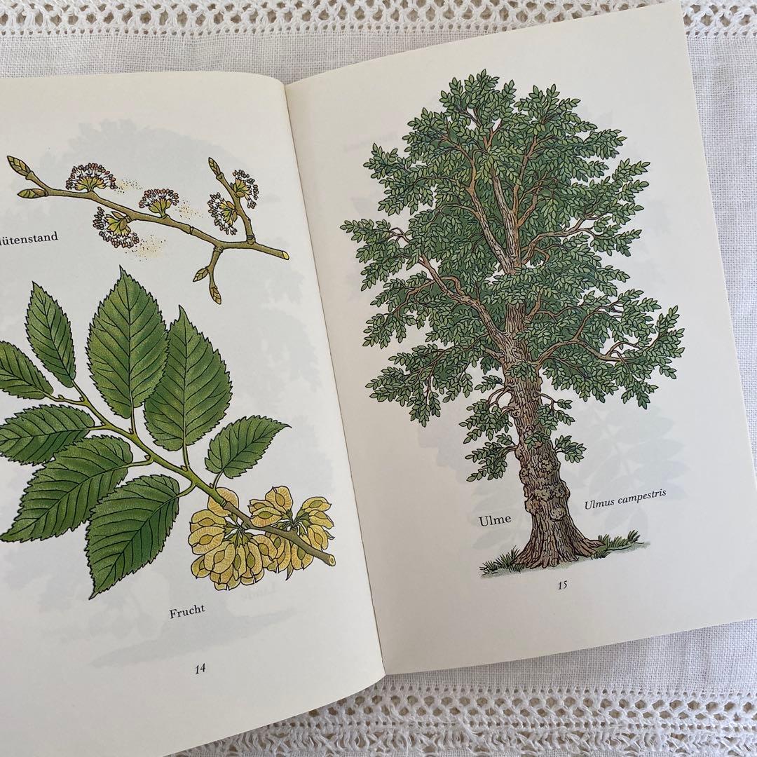 人気３冊　インゼル文庫まとめ売り　蝶　鳥　木　図鑑　洋書　古書