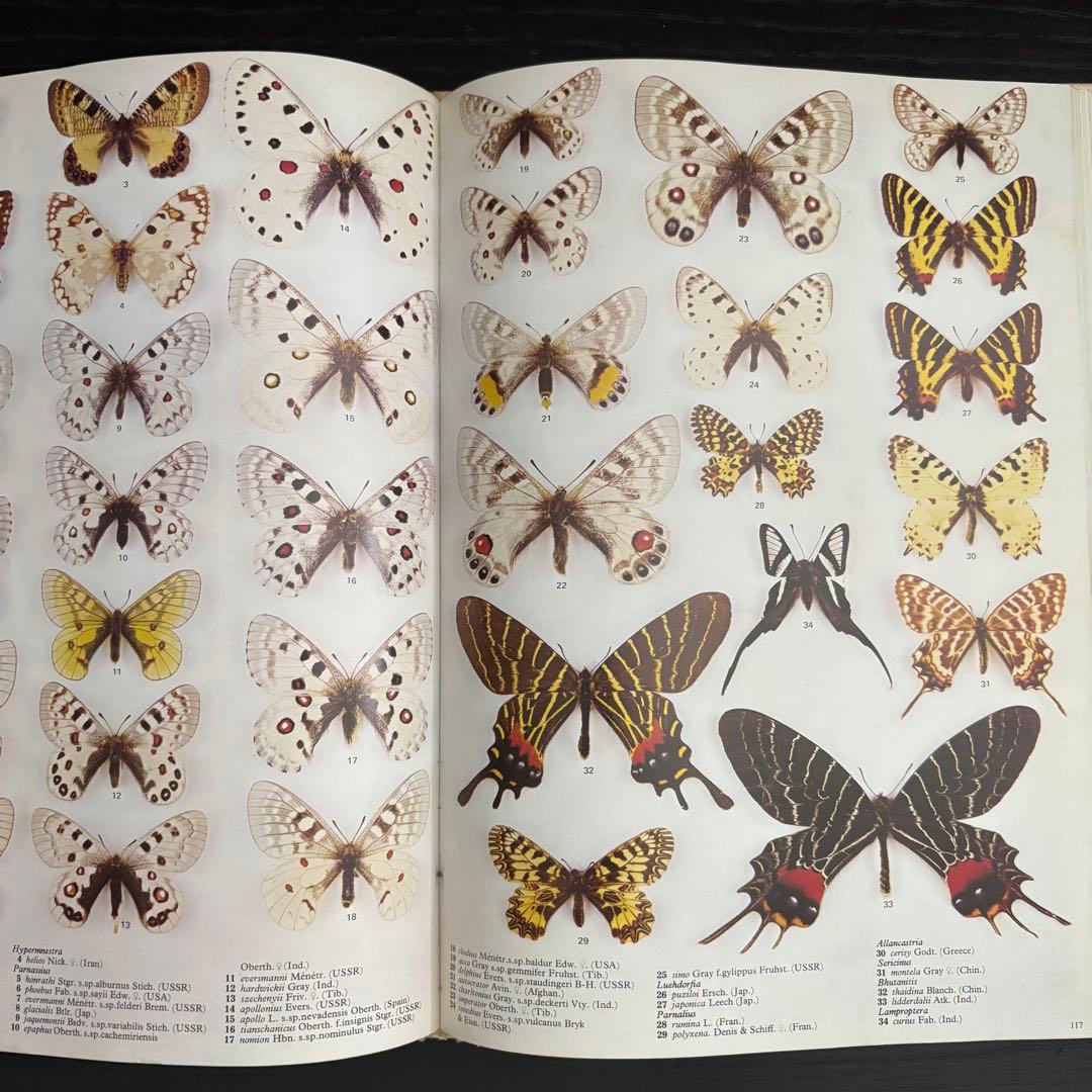 The International Butterfly Book 英語版 初版本