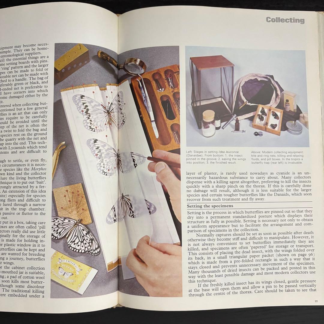 The International Butterfly Book 英語版 初版本