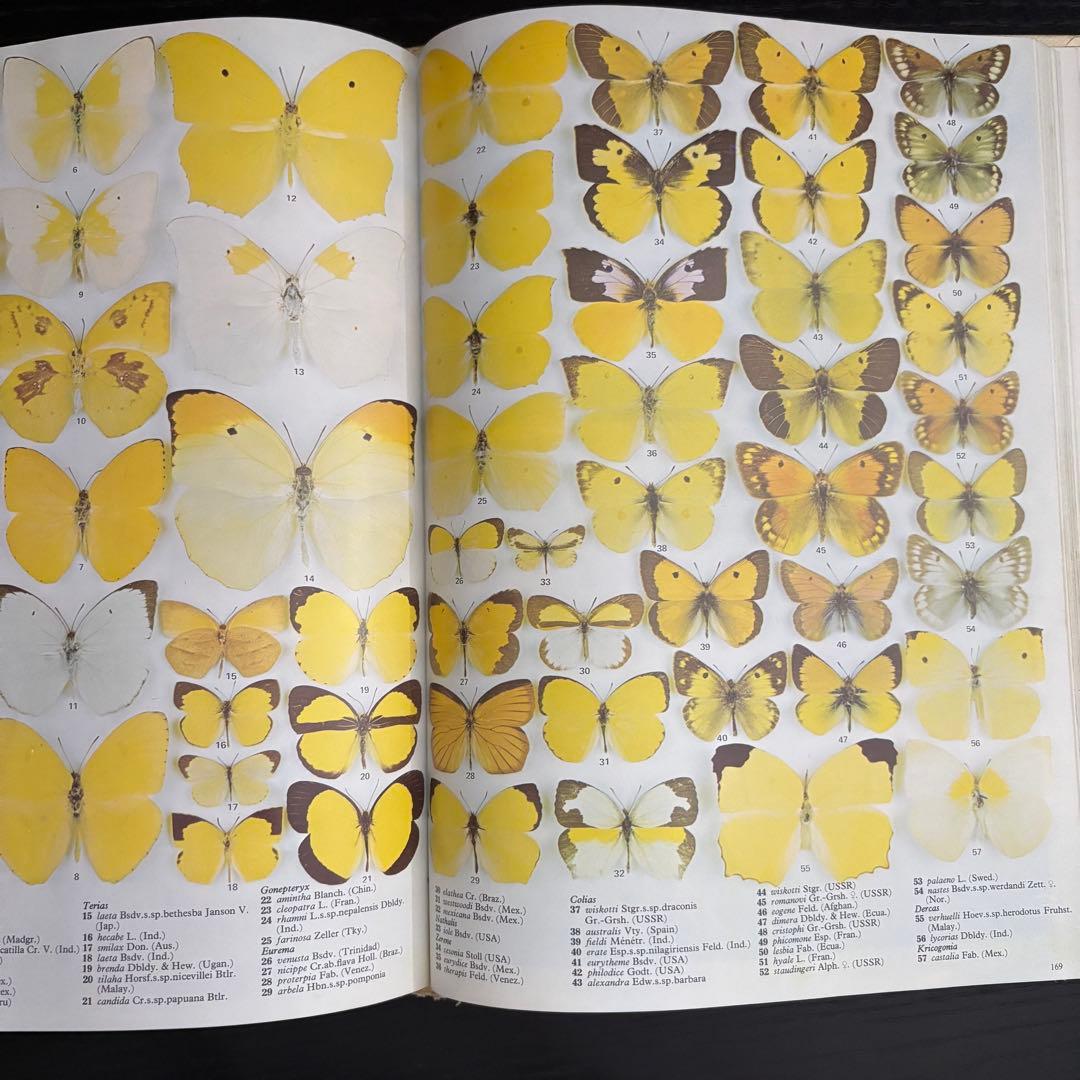 The International Butterfly Book 英語版 初版本