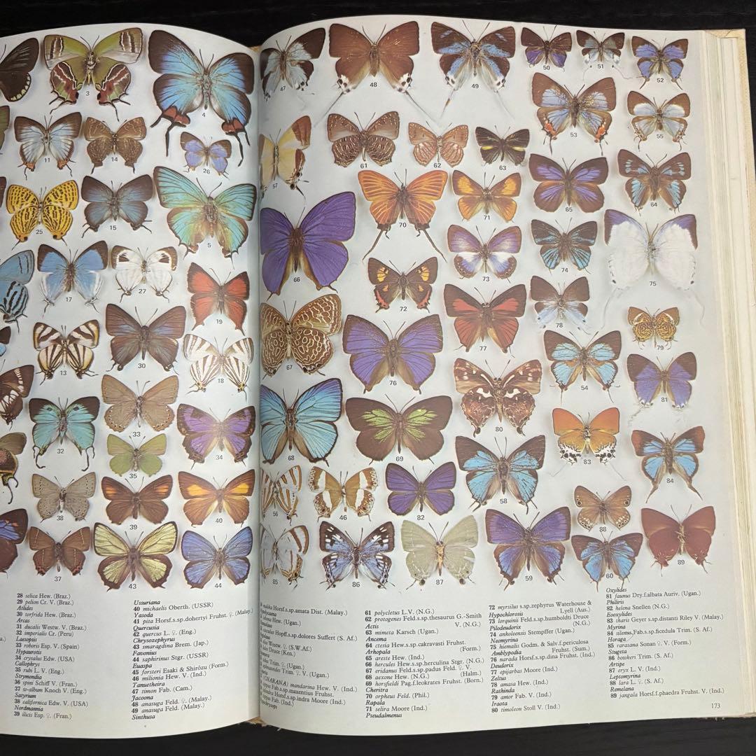 The International Butterfly Book 英語版 初版本