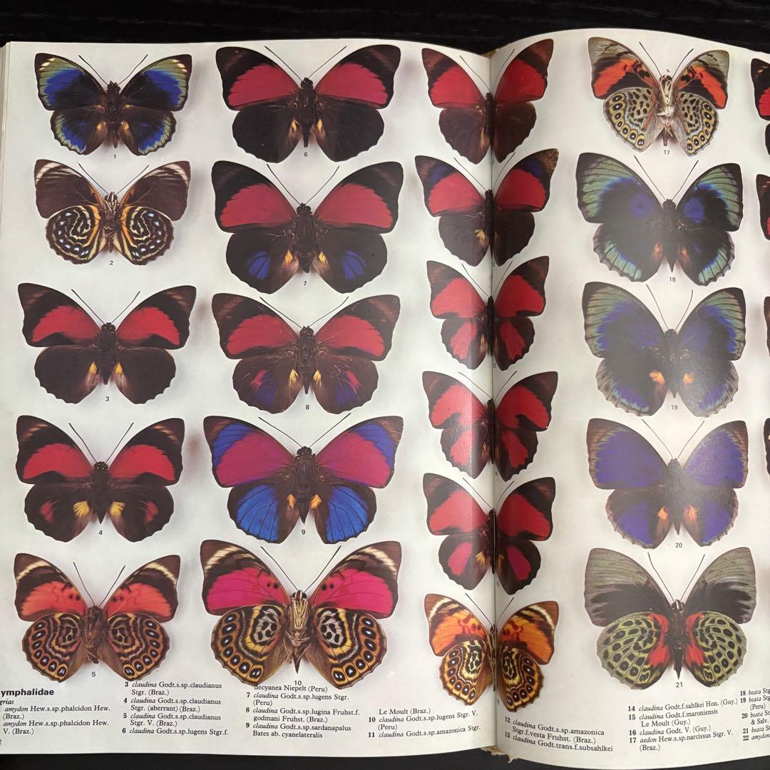 The International Butterfly Book 英語版 初版本