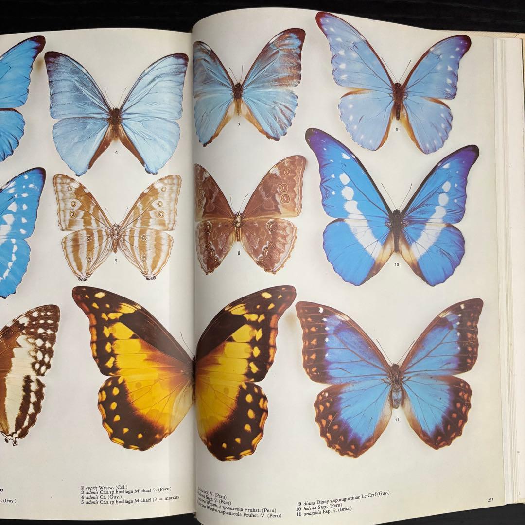The International Butterfly Book 英語版 初版本