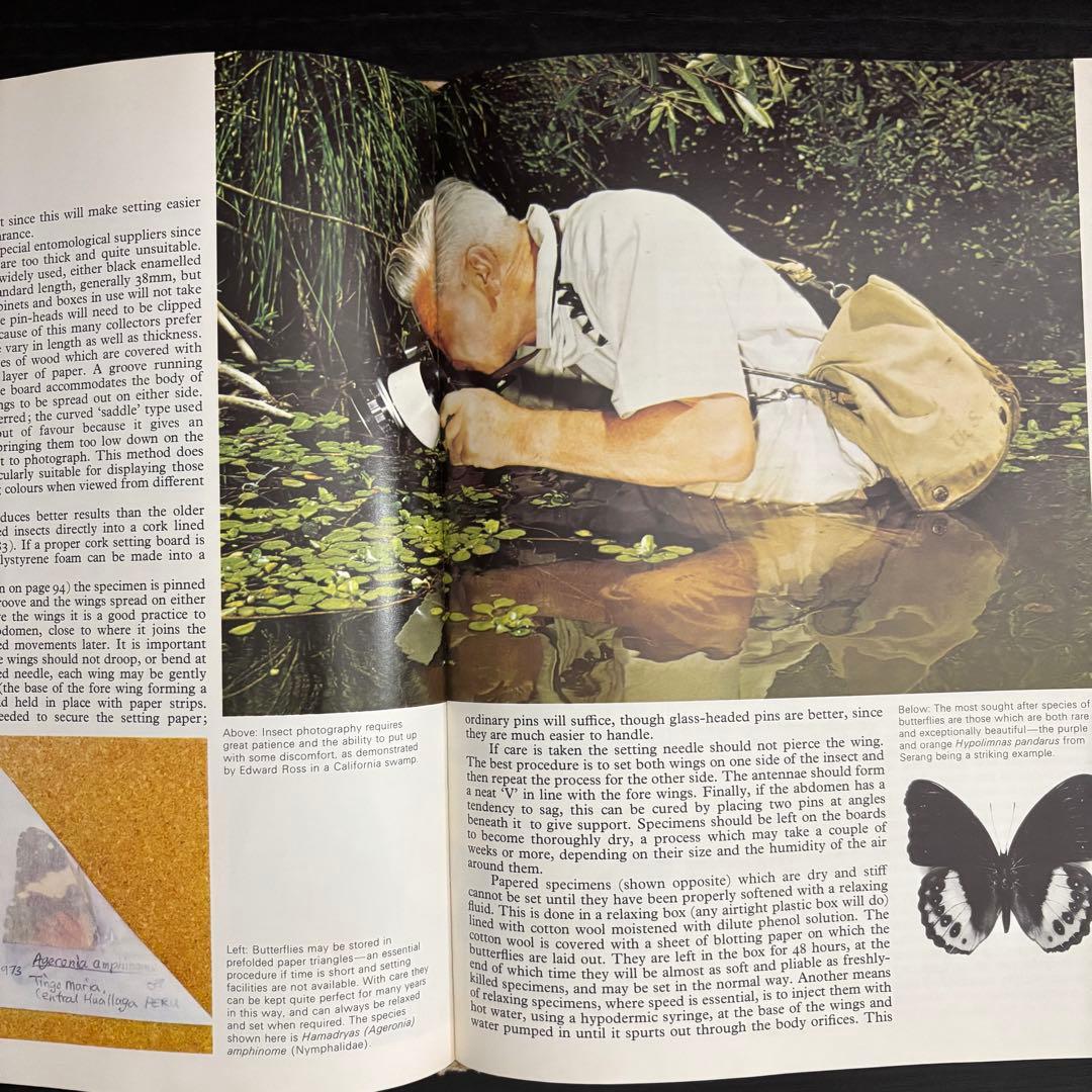 The International Butterfly Book 英語版 初版本