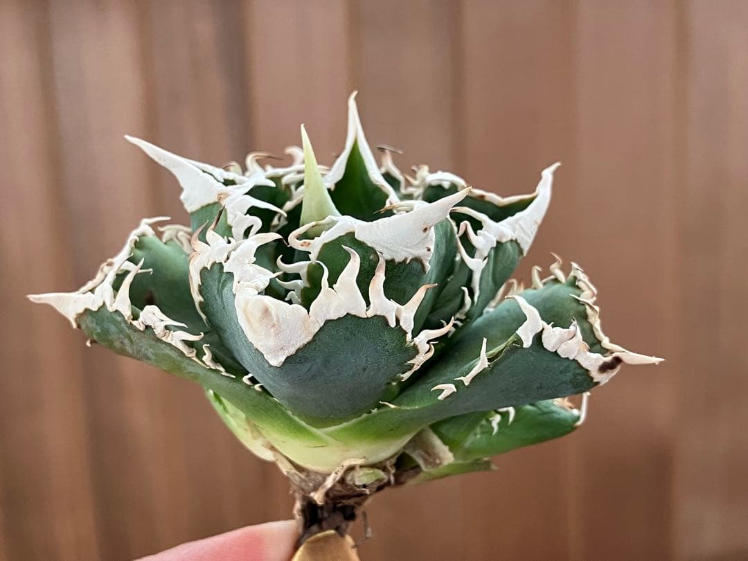 K*様 【初売りオークション】54 選抜　特選　太棘　子株2株付き　アガベ　白豪