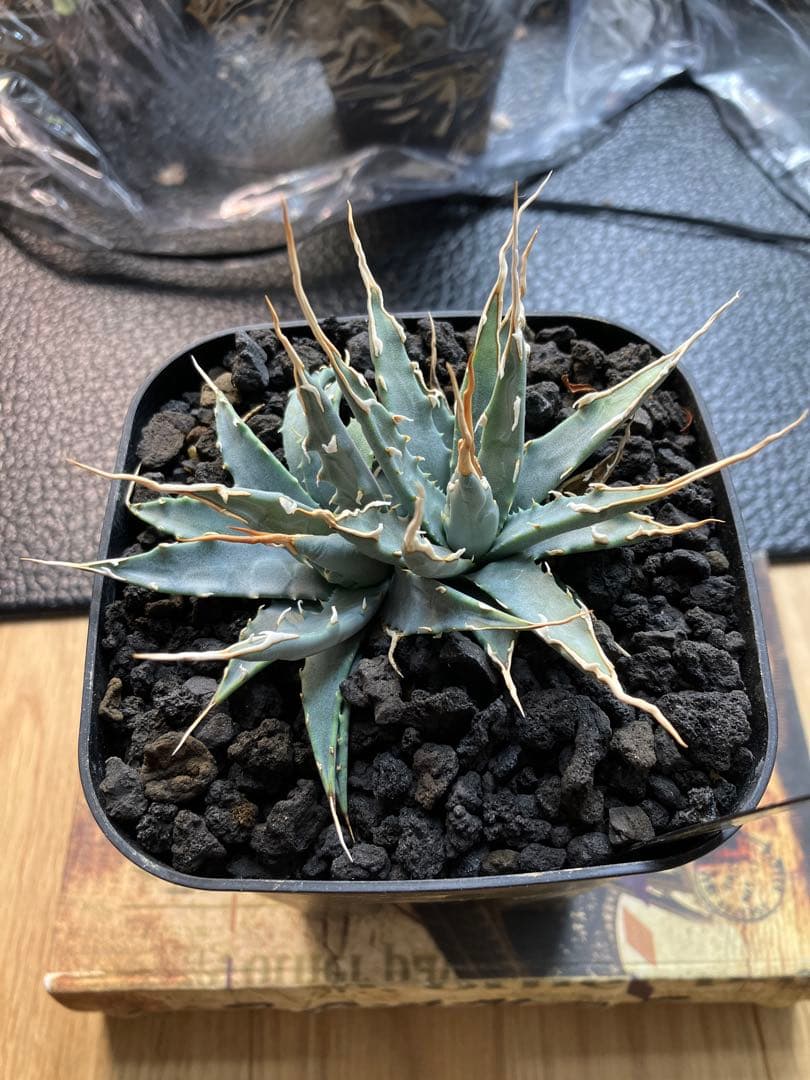 アガベ エボリスピナ　実生株
