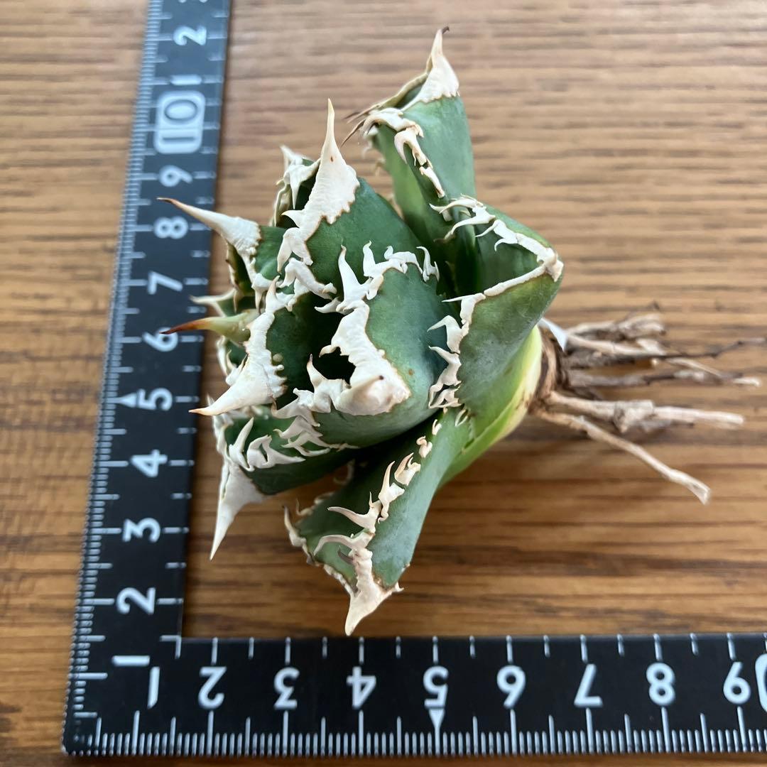 H*C様 【オークション】⑧選抜　太棘　美株　アガべ　チタノタ　白豪刺　TC