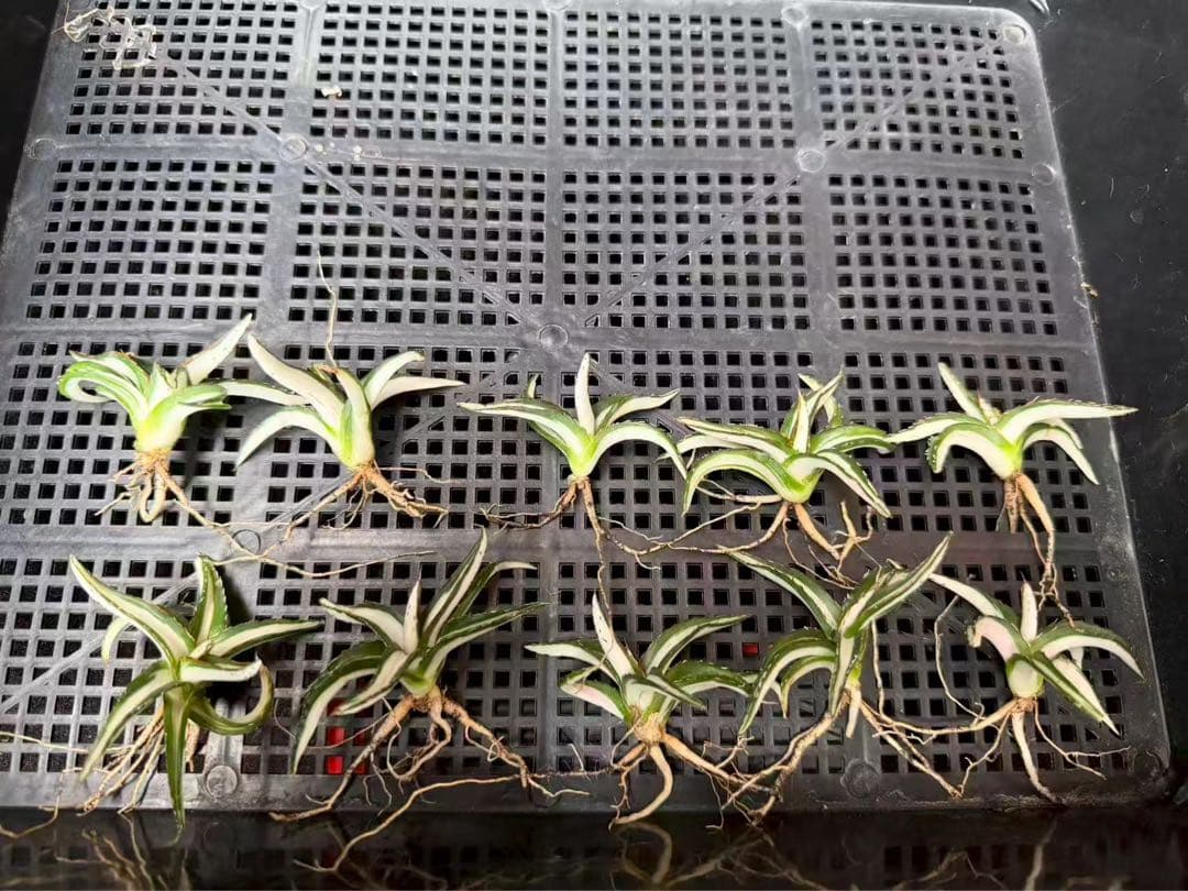 猫*け様 44多肉植物アガベ 笹の雪丸叶氷山 変異錦 白中斑 鲜明錦 極上美株