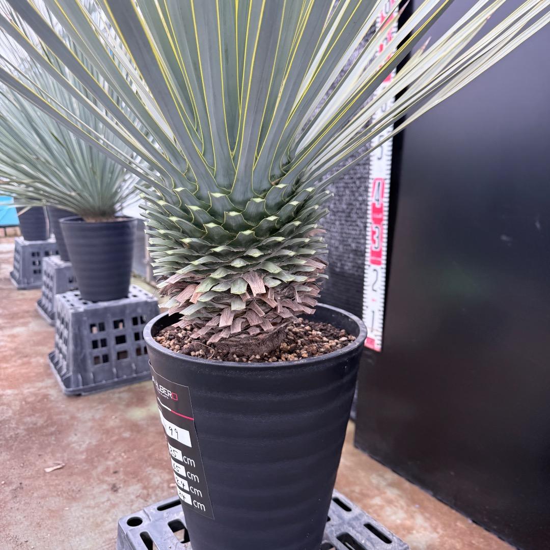 【AL1199】ユッカ　ロストラータ