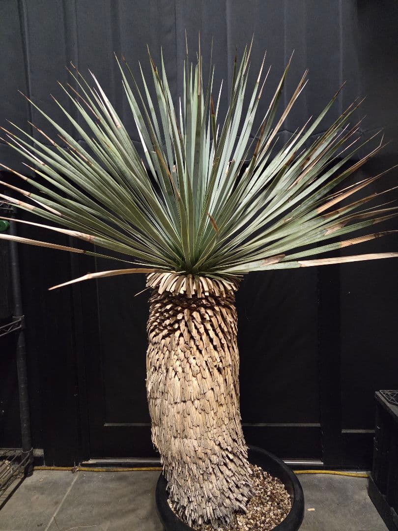 専用出品 特割 ユッカロストラータ 太株 (み)