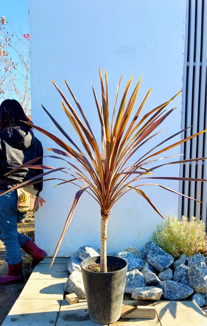 超大株！コルジリネ コーヒークラシック1.4M(鉢底から)期間限定セール☆品番A