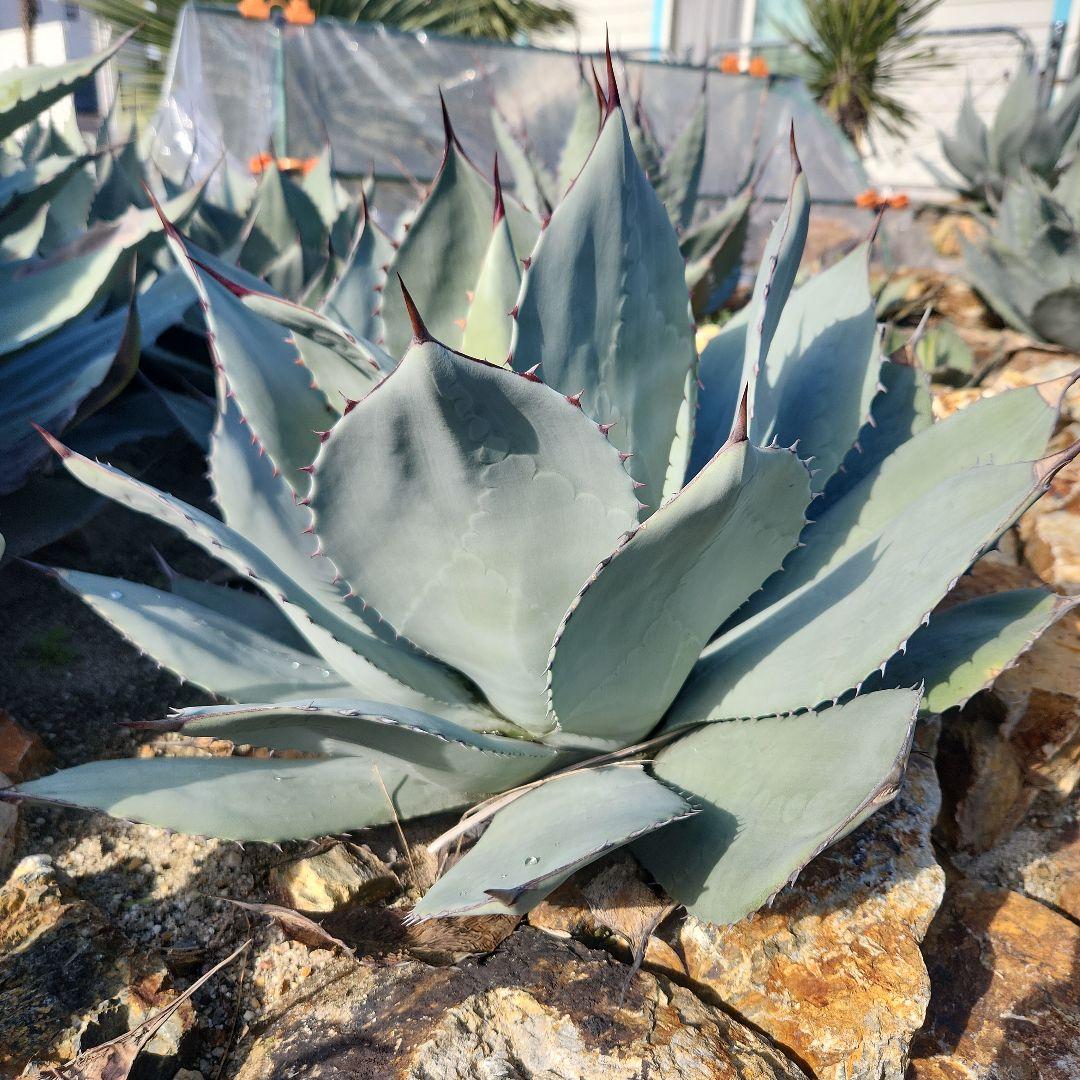 パリートランカータ　大株