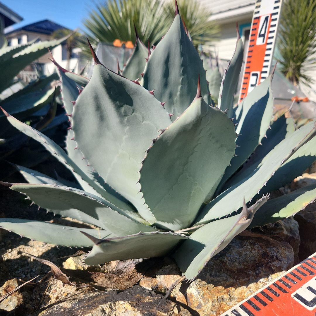 パリートランカータ　大株