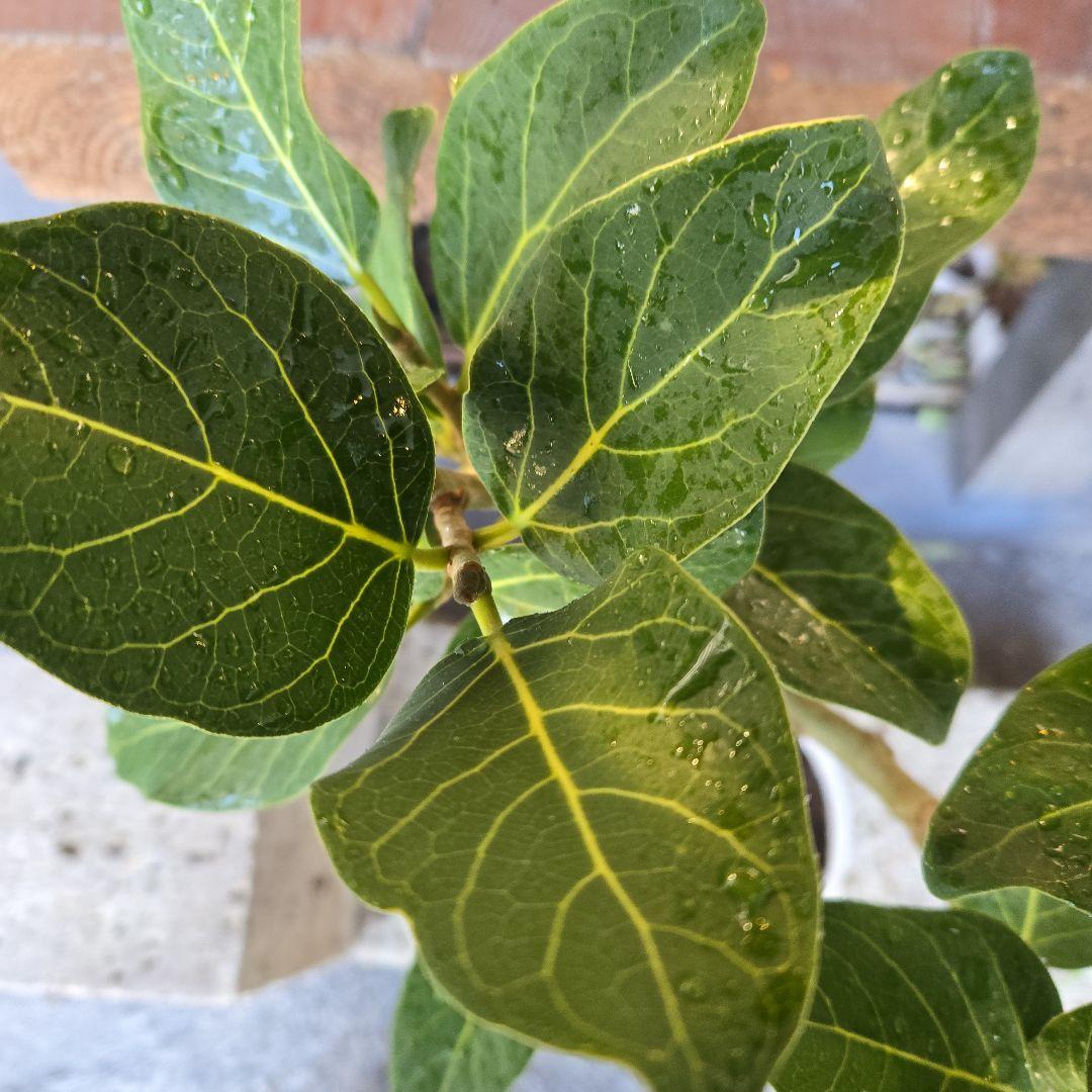 ⑩　フィカス　ベンガレンシ　曲がり仕立て7号　最高等級　おしゃれ 鉢