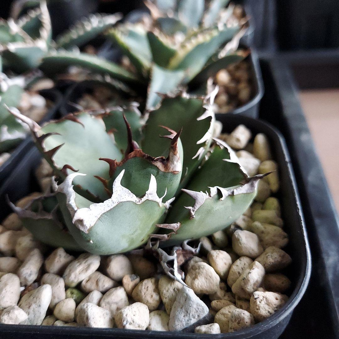 工藤様　大量おまとめ　アガベ　チタノタセット　鉢のまま発送