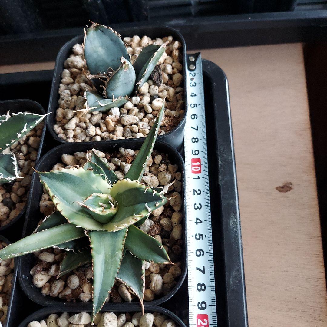 工藤様　大量おまとめ　アガベ　チタノタセット　鉢のまま発送