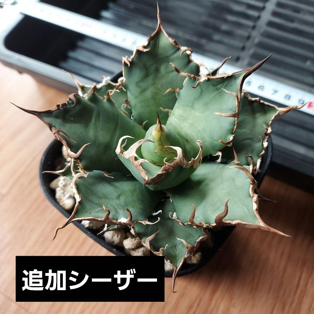 工藤様　大量おまとめ　アガベ　チタノタセット　鉢のまま発送